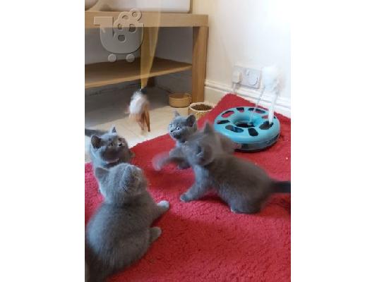 PoulaTo: Βρετανικά γατάκια Shorthair
